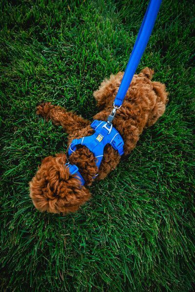 Повсякденна шлейка для собак Ruffwear Front Range XXS 33-43 см Синій 30776 фото