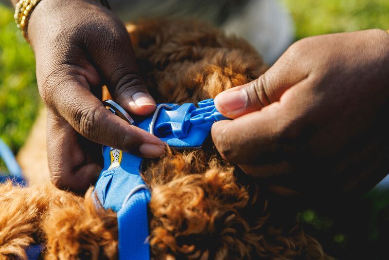 Повсякденна шлейка для собак Ruffwear Front Range XXS 33-43 см Синій 30776 фото